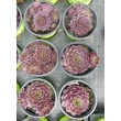 Kép 2/3 - Sempervivum 'Commander Hay' – Kövirózsa