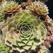 Kép 1/2 - Sempervivum 'Draco' – Kövirózsa