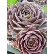 Kép 1/3 - Sempervivum 'Feldmaier' – Kövirózsa