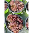 Kép 2/3 - Sempervivum 'Granat' – Kövirózsa