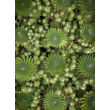 Kép 2/4 - Sempervivum 'Koko Flanel' – Kövirózsa - képek rendelés vásárlás a Megyeri Szabolcs Kertészeti webáruházban.