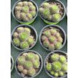 Kép 2/4 - Sempervivum montanum – Kövirózsa