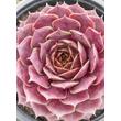 Kép 1/5 - Sempervivum 'Ockerwurtz' – Kövirózsa