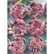 Kép 2/3 - Sempervivum 'Othello' – Kövirózsa