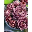 Kép 3/3 - Sempervivum 'Othello' – Kövirózsa