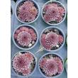 Kép 2/4 - Sempervivum 'Purple Passion' – Kövirózsa
