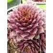 Kép 4/4 - Sempervivum 'Purple Passion' – Kövirózsa