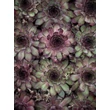 Kép 2/3 - Sempervivum 'Rauer Kulm' – Kövirózsa - képek rendelés vásárlás a Megyeri Szabolcs Kertészeti webáruházban.