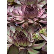 Kép 3/3 - Sempervivum 'Rauer Kulm' – Kövirózsa - képek rendelés vásárlás a Megyeri Szabolcs Kertészeti webáruházban.