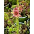 Kép 4/4 - Sempervivum 'Silberkarneol' – Kövirózsa - képek rendelés vásárlás a Megyeri Szabolcs Kertészeti webáruházban.