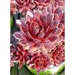 Kép 1/3 - Sempervivum 'Tordeurs Memory' – Kövirózsa