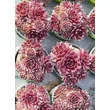 Kép 2/3 - Sempervivum 'Tordeurs Memory' – Kövirózsa