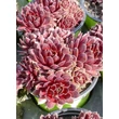 Kép 3/3 - Sempervivum 'Tordeurs Memory' – Kövirózsa
