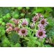 Kép 3/4 -  Sempervivum 'Weberianum' – Kövirózsa - képek rendelés vásárlás a Megyeri Szabolcs Kertészeti webáruházban.