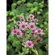 Kép 4/4 -  Sempervivum 'Weberianum' – Kövirózsa - képek rendelés vásárlás a Megyeri Szabolcs Kertészeti webáruházban.