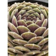 Kép 1/4 - Sempervivum 'Weberianum' – Kövirózsa