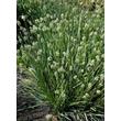Kép 1/4 - Sesleria caerulea - Lápi nyúlfarkfű