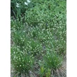 Kép 2/4 - Sesleria caerulea - Lápi nyúlfarkfű