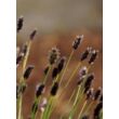 Kép 4/4 - Sesleria caerulea - Lápi nyúlfarkfű