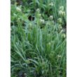 Sesleria caerulea - Lápi nyúlfarkfű