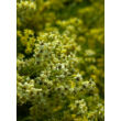 Kép 3/3 - Solidaster luteus 'Lemore' - Vesszőrózsa  - képek rendelés vásárlás a Megyeri Szabolcs Kertészeti webáruházban.