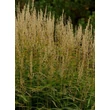 Kép 3/5 - Spodiopogon sibiricus 'West Lake' – Hajtincsfű