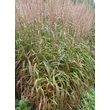 Kép 4/5 - Spodiopogon sibiricus 'West Lake' – Hajtincsfű