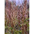 Kép 5/5 - Spodiopogon sibiricus 'West Lake' – Hajtincsfű