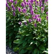 Kép 1/2 - Betonica hirsuta 'Hummelo' (syn.: Stachys monieri) - Nagyvirágú tisztesfű