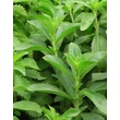 Kép 2/5 - Veronicastrum virginicum 'Diana' – Virginiai veronika