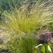 Kép 5/13 - Stipa tenuissima 'Pony Tails' - Mexikói árvalányhaj