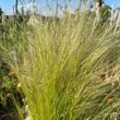 Kép 6/13 - Stipa tenuissima 'Pony Tails' - Mexikói árvalányhaj