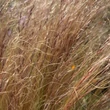 Kép 7/13 - Stipa tenuissima 'Pony Tails' - Mexikói árvalányhaj