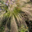 Kép 9/13 - Stipa tenuissima 'Pony Tails' - Mexikói árvalányhaj