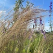 Kép 11/13 - Stipa tenuissima 'Pony Tails' - Mexikói árvalányhaj