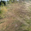 Kép 12/13 - Stipa tenuissima 'Pony Tails' - Mexikói árvalányhaj