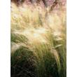 Kép 3/5 - Stipa tenuissima 'Pony Tails' - Mexikói árvalányhaj habitusa