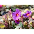 Kép 4/4 - Primula veris 'Goldnugget Blue' - Tavaszi kankalin virágpompa