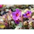 Kép 4/4 - Primula veris 'Goldnugget Blue' - Tavaszi kankalin virágpompa