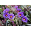 Kép 1/4 - Primula veris 'Goldnugget Blue' - Tavaszi kankalin