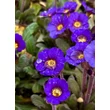 Kép 3/4 - Primula veris 'Goldnugget Blue' - Tavaszi kankalin habitus