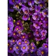 Kép 2/4 - Primula veris 'Goldnugget Blue' - Tavaszi kankalin habitus
