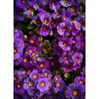 Kép 2/4 - Primula veris 'Goldnugget Blue' - Tavaszi kankalin habitus