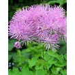 Kép 1/2 - Thalictrum aquilegifolium 'Purpureum' – Fényes borkóró