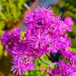 Kép 5/10 - Thalictrum 'Black Stockings' – Erdei borkóró, galamblevelű borkóró, virnáns