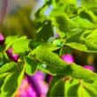 Kép 4/10 - Thalictrum 'Black Stockings' – Erdei borkóró, galamblevelű borkóró, virnáns