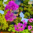 Kép 6/10 - Thalictrum 'Black Stockings' – Erdei borkóró, galamblevelű borkóró, virnáns
