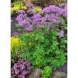 Kép 8/10 - Thalictrum aquilegifolium 'Black Stockings' – Erdei borkóró, galamblevelű borkóró