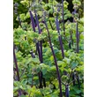 Kép 10/10 - Thalictrum aquilegifolium 'Black Stockings' – Erdei borkóró, galamblevelű borkóró