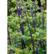 Thalictrum 'Black Stockings' – Erdei borkóró, galamblevelű borkóró, virnáns
